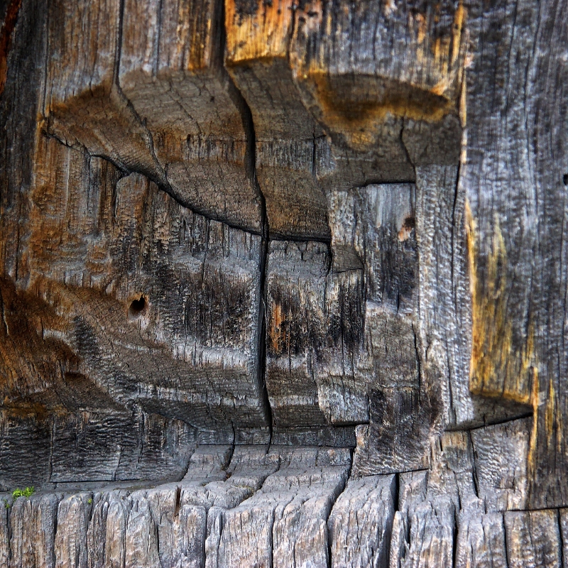 Gnarled trees, Aletsch Switzerland 3.jpg